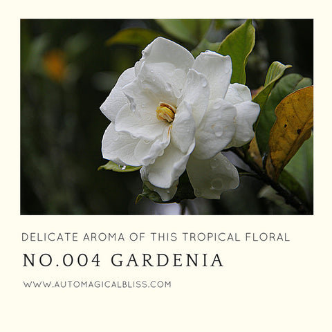 No. 004 Gardenia