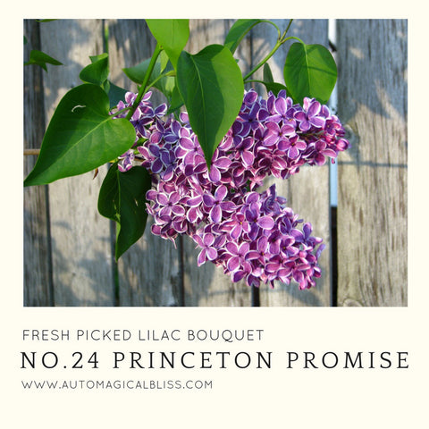 No. 024 Princeton Promise